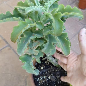 Kalanchoe beharensis: Velvet Elephant Ear Felt Plant
