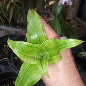 Variegated Callisia fragrans aka Grandpa's Pipe Basket Chain plant Callisea image 2