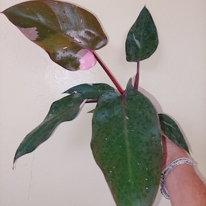 May include: A close-up of a pink princess philodendron plant. The plant has large, dark green leaves with pink variegation. The stems are a deep red color. The leaves have water droplets on them.