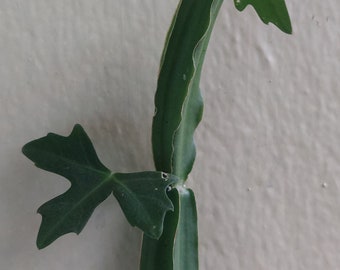 Cissus quadrangularis, Pirandai (Tamil) Veldt grape Adamant creeper Asthisamharaka hadjod plant