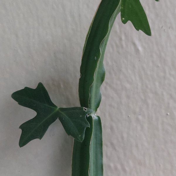 Cissus quadrangularis, Pirandai (Tamil) Veldt grape Adamant creeper Asthisamharaka hadjod plant