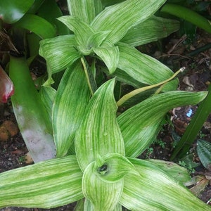 May include: A close-up of a green and white striped plant with long, narrow leaves. The plant is growing in a garden setting.