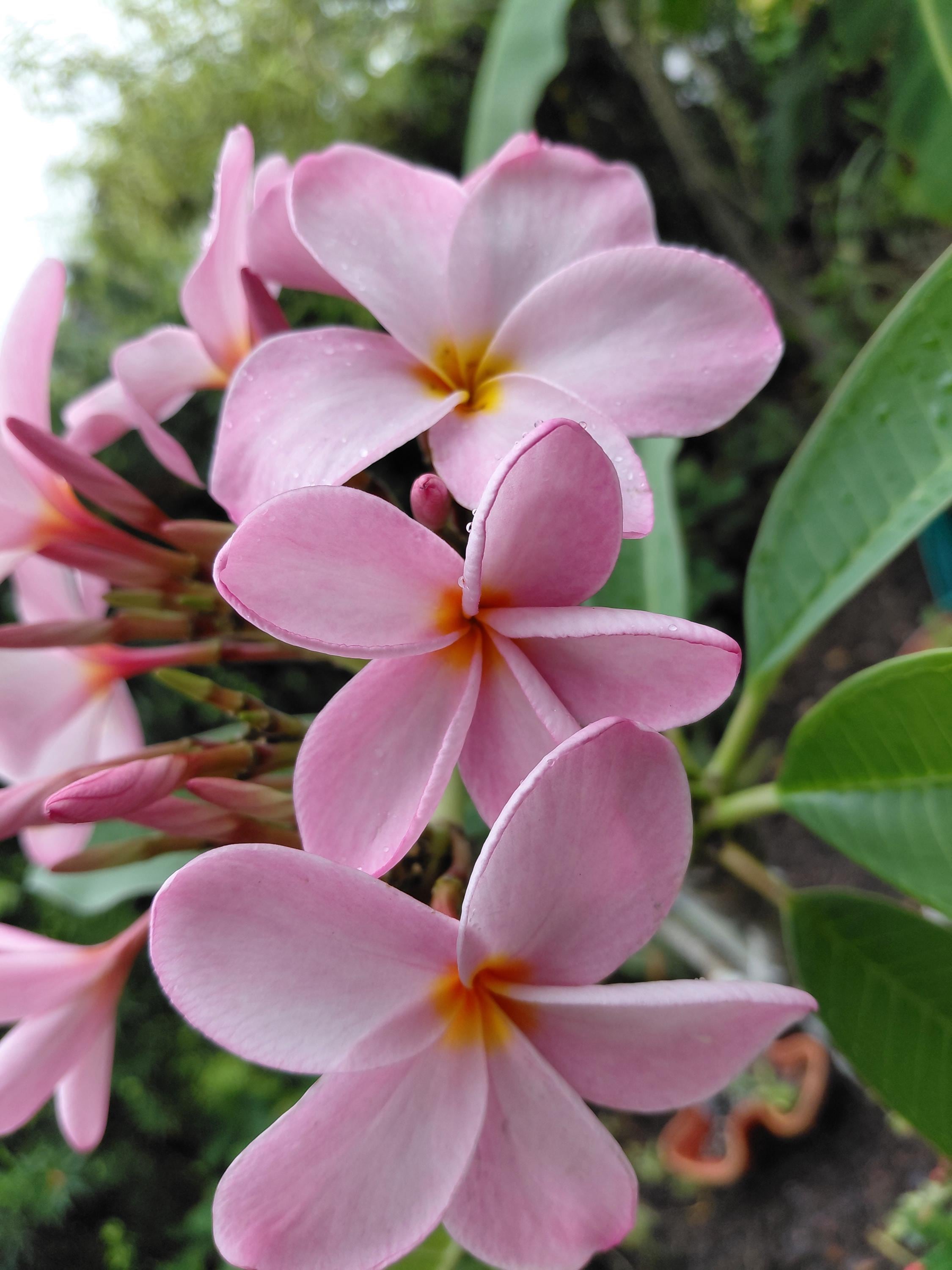 Frangipani Raspberry Royal Hawaiian