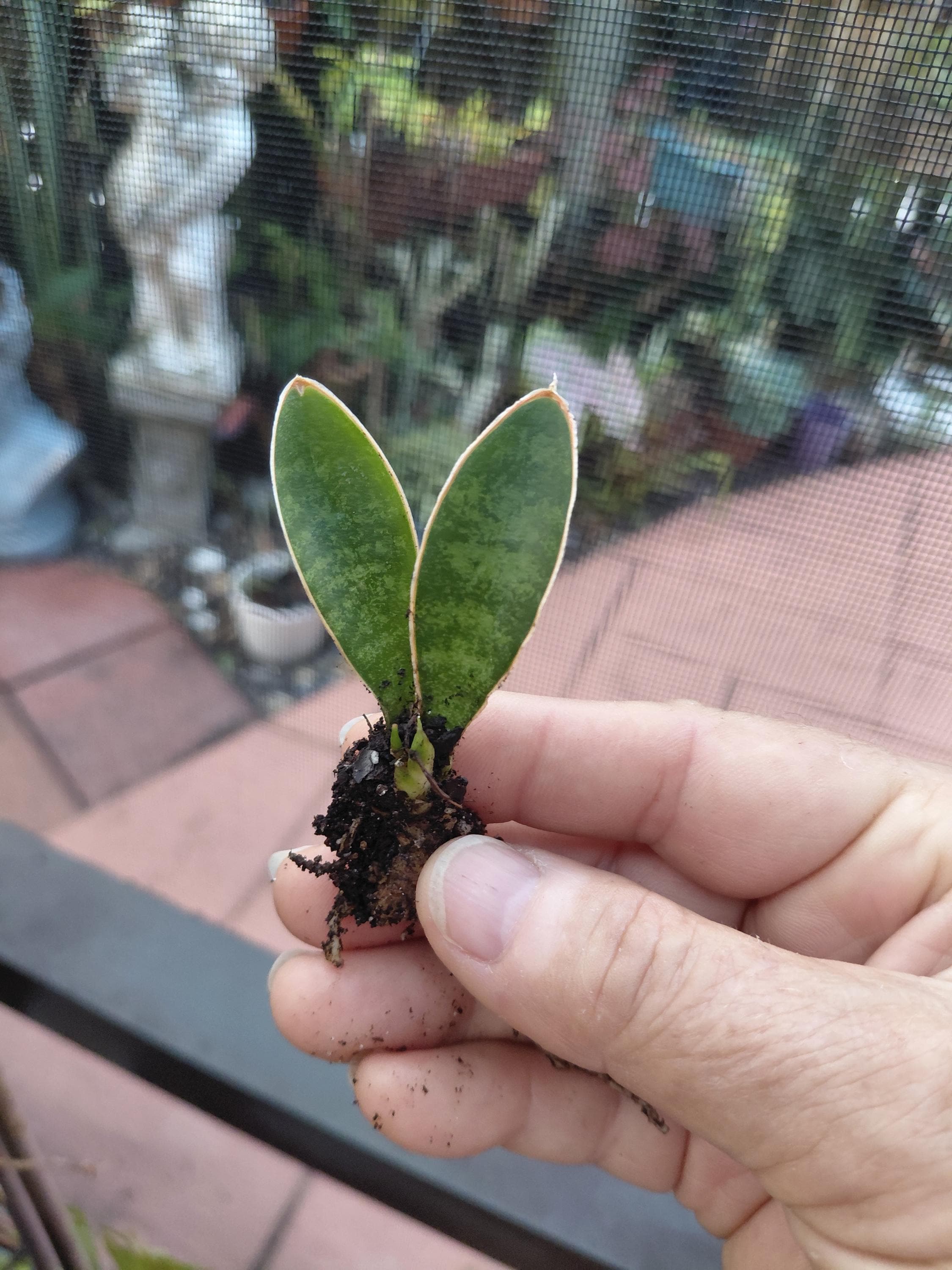 pothos types chart Golden Pothos For Sale | Indoor Plants
