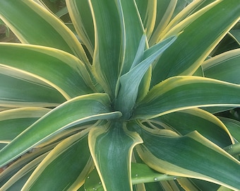 Agave Desmettiana ‘Variegata Rooted plant