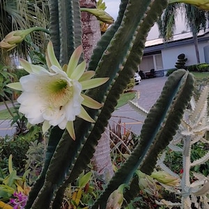 Peruvian Apple Cactus Cutting: Queen of the Night Cereus Monstrose