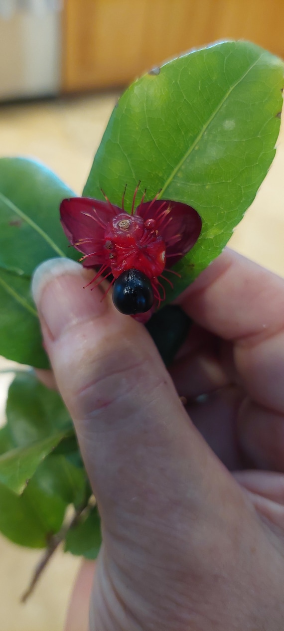 Ochna Serrulata | Mickey Mouse Plant -3 Seeds or Rooted Seedling