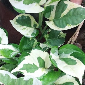 Variegated Pothos NJoy Epipremnum aureum Devils Ivy, House Plants image 1