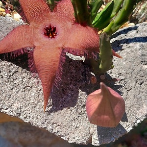 Stapelia Schinzii, Small red starfish flower carrion plant
