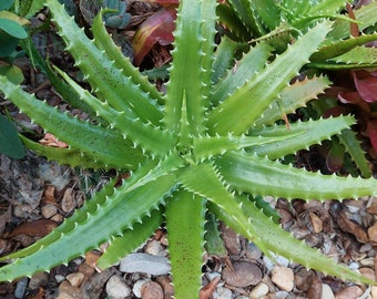 Aloe vera 'Night Sky' Hybrid Succulent - Tiger Tooth Aloe - Rare