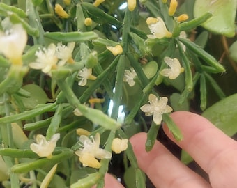 Mistletoe Cactus (Rhipsalis baccifera) - blooms white flower