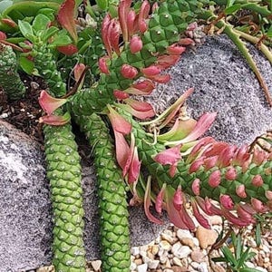 Monadenium Euphorbia neostapelioidesM. Stapeliodes f var Guentheri (Medusa) Succulent Cactus sausage Plant