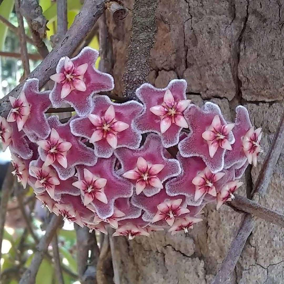 Hoya Pubicalyx Pink Silver Splash RED BUTTON Rooted Starter Plant