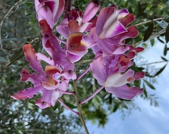 Myrmecophila (syn. Schomburgkia) tibicinis  rooted ORCHIDs canes