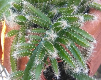 Dogtail Cactus - Aporocactus Flagelliformis cuttings