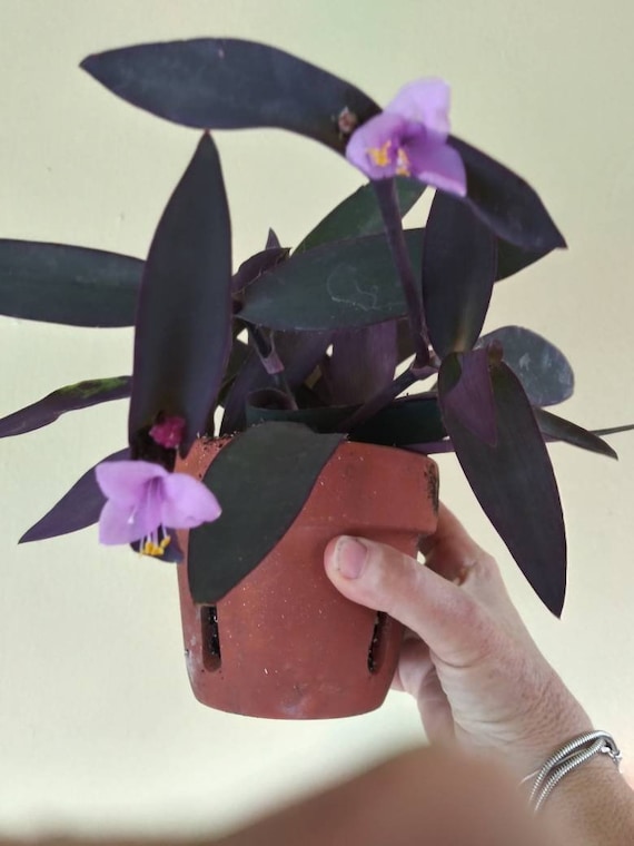 Queen of Hearts Setcreasea Pillida Purple Heart Succulent Plant Easy House  Plant - Etsy