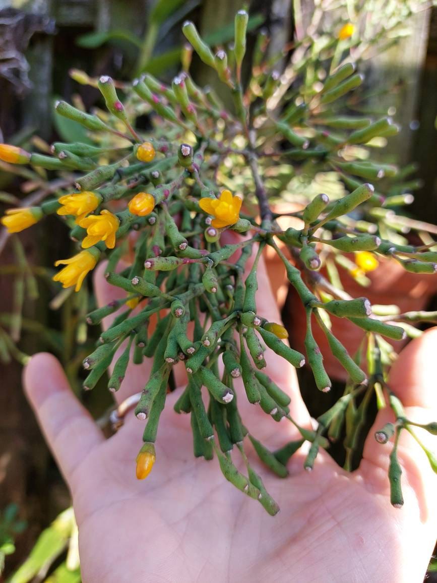 Rhipsalis salicornioides Succulent House Plant Windowsil Yellow Flower
