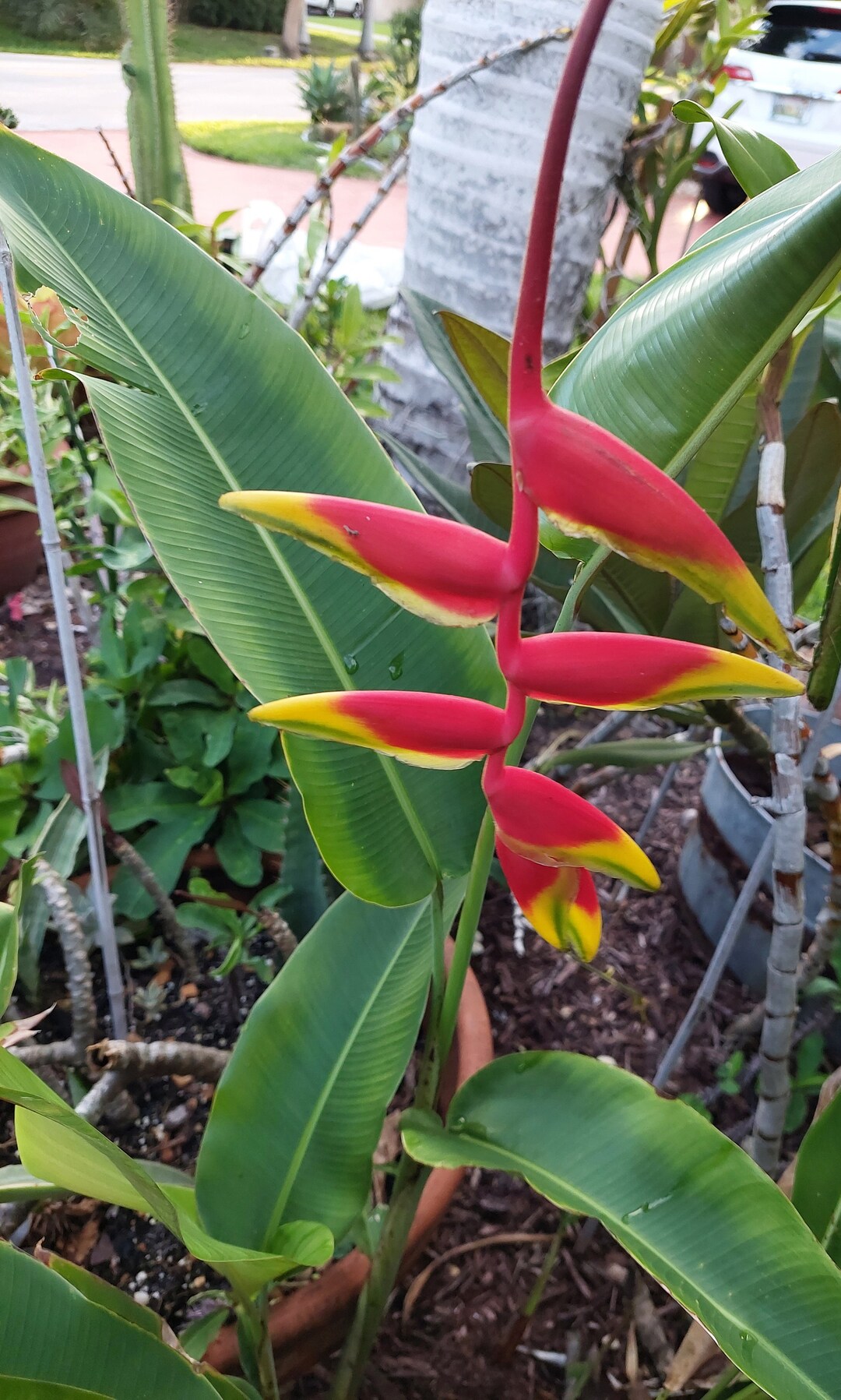 Heliconia Rostrata Hanging Lobster Claw Live Rhizome Tropical Plant root Ball Without Leaves Etsy