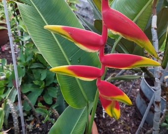 Heliconia Rostrata hanging lobster claw live rhizome tropical plant (root ball with leaves)