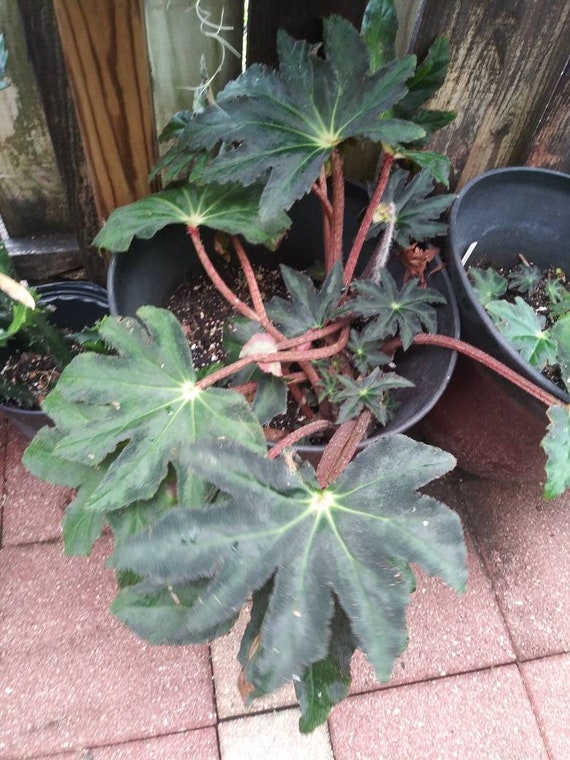 Begonia Heracleifolia Starleaf Begonia Plant - Etsy New Zealand