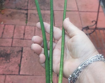 Sansevieria Baculrais long cylinder Snake Plant (3  10" pieces)