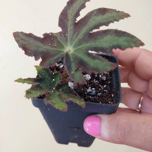 Begonia heracleifolia,  Star leaf Begonia plant