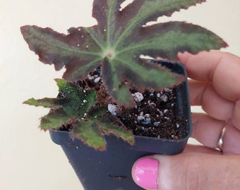 Begonia heracleifolia,  Star leaf Begonia plant