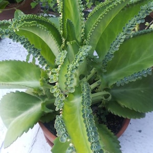 Mother of Thousands Mexican Hat Plant Kalanchoe Succulent pup