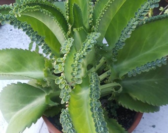 Mother of Thousands Mexican Hat Plant Kalanchoe Succulent pup