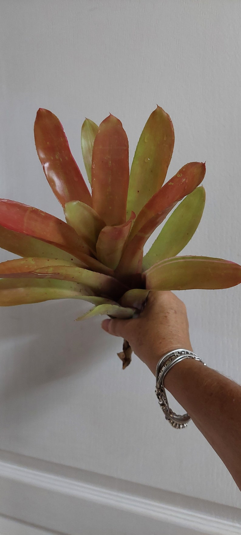 Bromeliad Neoregelia Super Fireball live exotic plant Loves full sun image 3