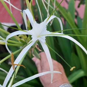White Spider Lily BULBS - Beautiful flowers