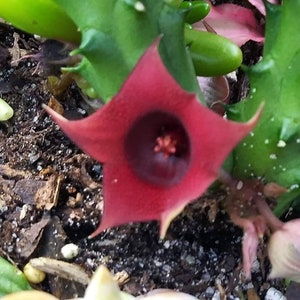 RED DRAGON Huernia Shneideriana succulent stapilia 3 rooted Plants as pic 2.  Stapelia