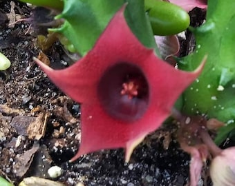 RED DRAGON Huernia Shneideriana succulent stapilia 3 rooted Plants as pic 2.  Stapelia