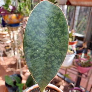 WHALE FIN Masoniana Sansevieria Snake plant 5&quot;-8&quot; size