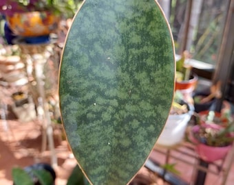 WHALE FIN Masoniana Sansevieria Snake plant 5"-8" size