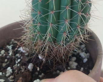 Cactus Coleocephalocereus Pluricostatus - Cowboy cactus