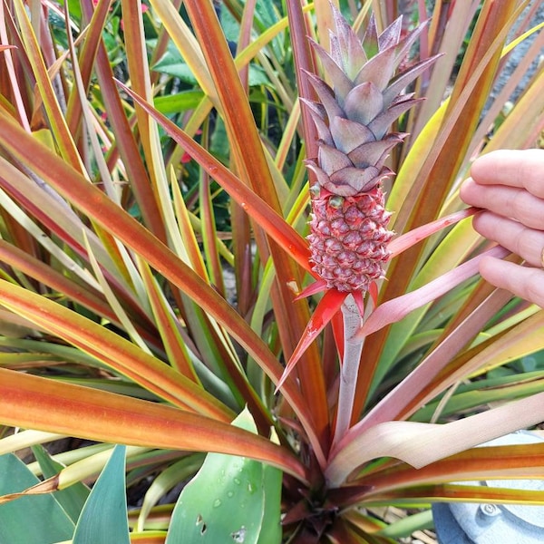 Red Pineapple - not editable - Ananas Lucidus Bromeliad