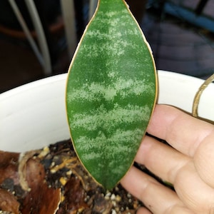 WHALE FIN  Sansevieria Snake Plant Approx  small - 4&quot;-6&quot; tall