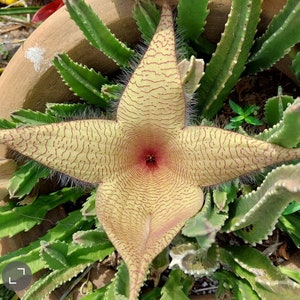 STARFISH Stapelia succulent cactus GIGANTEA Plant - Zulu Giant Stapelia Carrion