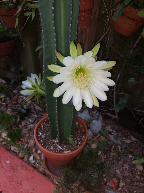 Cactus, Peruvian Apple - Night Bloomer, Cereus CUTTING Plant - Etsy