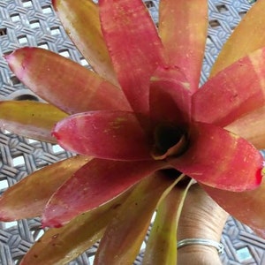 Bromeliad Neoregelia Super Fireball live exotic plant Loves full sun image 2