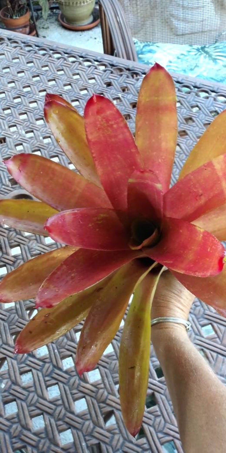 K&ouml;nnte beinhalten: Nahaufnahme einer pinkfarbenen und orangen Bromelienpflanze, die von einer Hand am Fu&szlig; gehalten wird. Die Pflanze steht auf einer geflochtenen Weidefl&auml;che.