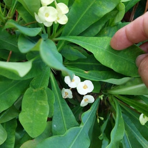 White Crown of Thorns 8" ROOTED - EUPHORBIA MILII - Corona de Christo Thai Hybrid  Cactus ground cover Dwarf