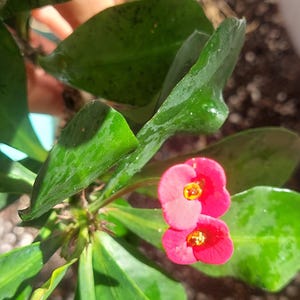 Planta Corona de Espinas: Euphorbia Milii Híbrida Tailandesa - 20 cm de Raíz