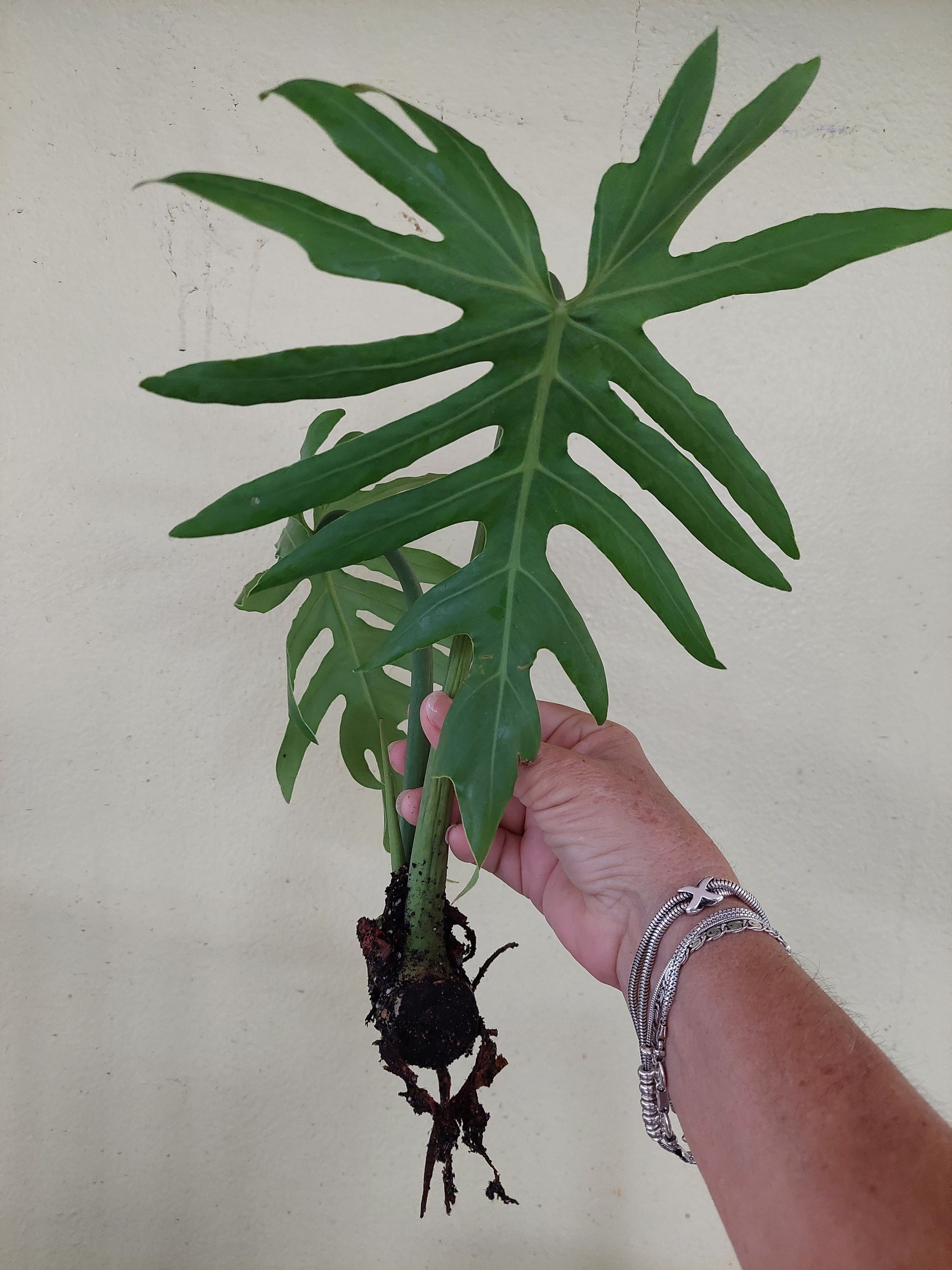 flax plant 10 Purple NEW ZEALAND FLAX Phormium Tenax Purpureum Ornamental Grass F   Seedville USA