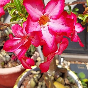 Desert Rose Adenium obesum Pink flower - small Rooted plant