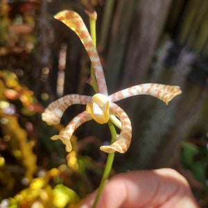 Arachnis flos-aeris Scoppion orchid 15 cutting with arial roots. Vining Vanda See pic 3. image 3