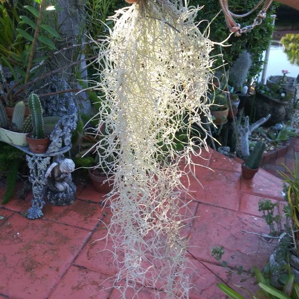 Air plant Spanish moss cluster Live Air Plant