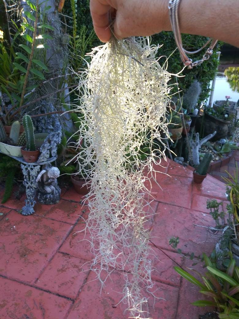 Artificial Air Plant / Spanish Moss (Old Man Beard)