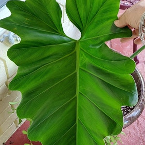 Philodendron Giganteum with ariel roots only. Large leaves